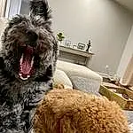 Dog, Dog breed, Water Dog, Carnivore, Comfort, Companion dog, Snout, Furry friends, Terrier, Small Terrier, Liver, Toy Dog, Working Animal, Canidae, Wall Plate, Nap, Room, Schnauzer, Non-sporting Group