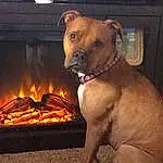Dog, Dog breed, Carnivore, Fawn, Collar, Gas, Fireplace, Snout, Companion dog, Dog Collar, Whiskers, Fire, Heat, Dog Supply, Event, Wood-burning Stove, Pet Supply, Guard Dog, Working Animal