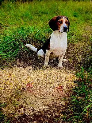 Beagle Dog Shiloh