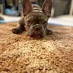 Dog, Dog breed, Carnivore, Bulldog, Ear, Companion dog, Fawn, Terrestrial Animal, Grass, Whiskers, Canidae, Toy Dog, Soil, Wrinkle, Working Animal, French Bulldog, Puppy, Non-sporting Group, Dessert