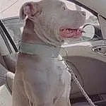 Dog, Hood, Carnivore, Dog breed, Car, Fawn, Companion dog, Working Animal, Fender, Snout, Vehicle Door, Tints And Shades, Automotive Design, Vroom Vroom, Automotive Exterior, Windscreen Wiper, Windshield, Terrestrial Animal, Vehicle