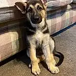 Dog, Dog breed, Carnivore, Fawn, Companion dog, Terrestrial Animal, Whiskers, Canidae, Furry friends, German Shepherd Dog, Couch, Paw, Street dog, Working Dog, Sofa Bed, Comfort