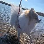 Water, Sky, Dog, Cloud, Carnivore, Dog breed, Companion dog, Lake, Spitz, Liquid, German Spitz Klein, Tail, German Spitz, Wind, Wind Wave, Ocean, Winter, Furry friends, Wave