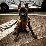 Dog, Tire, Wheel, Dog breed, Automotive Tire, Carnivore, Car, Vehicle, Working Animal, Companion dog, Fawn, Fender, Snout, Road, Dog Collar, Canidae, Vehicle Door, Toy Dog