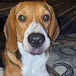 Dog, Carnivore, Dog breed, Fawn, Companion dog, Whiskers, Snout, Scent Hound, Beaglier, Furry friends, Hound, Hunting Dog