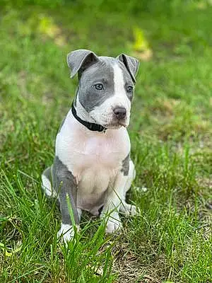 Firstname Pitt Bull Terrier Dog Blue