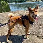 Water, Dog, Dog breed, Carnivore, Sky, Collar, Working Animal, Dog Supply, Lake, Companion dog, Fawn, Pet Supply, Leash, Dog Collar, Tail, Snout, Tree, Adventure, Canidae