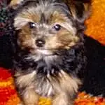 Dog, Dog breed, Carnivore, Companion dog, Fawn, Toy Dog, Dog Supply, Snout, Working Animal, Terrier, Furry friends, Canidae, Small Terrier, Yorkipoo, Maltepoo, Biewer Terrier, Liver, Grass, Non-sporting Group