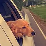 Dog, Car, Vehicle, Plant, Dog breed, Hood, Carnivore, Tree, Automotive Lighting, Window, Companion dog, Vehicle Door, Fawn, Automotive Exterior, Road Surface, Asphalt, Windscreen Wiper, Tints And Shades, Snout, Sky