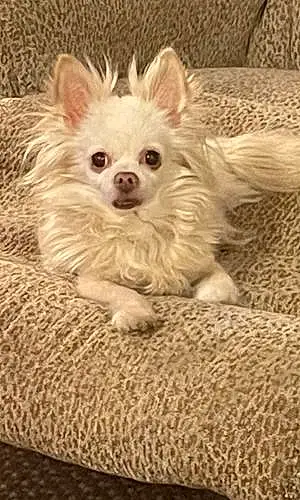 Chihuahua Dog Romeo