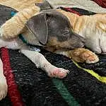 Dog, Comfort, Dog breed, Carnivore, Fawn, Companion dog, Snout, Dog Supply, Tail, Paw, Working Animal, Furry friends, Pet Supply, Wrinkle, Terrestrial Animal, Domestic Short-haired Cat, Nap, Leash