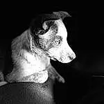 Dog, Carnivore, Dog breed, Flash Photography, Whiskers, Companion dog, Snout, Darkness, Black & White, Monochrome, Terrestrial Animal, Working Animal, Canidae, Font, Still Life Photography, Shadow, Night