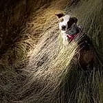 Plant, Dog, Grass, Carnivore, Fawn, Whiskers, Working Animal, Dog breed, Wood, Companion dog, Snout, Landscape, Tail, Terrestrial Animal, Livestock, Tree, Furry friends, Pasture, Sky, People In Nature