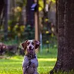 Plant, Dog, Carnivore, Liver, Grass, Tree, Fawn, Wood, Companion dog, Tail, Gun Dog, Dog breed, Trunk, Forest, Working Animal, Autumn, Pointing Breed, Twig, Sitting