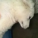 Polar Bear, Carnivore, Dog, Dog breed, Companion dog, Terrestrial Animal, Whiskers, Snout, Bear, Comfort, Furry friends, Claw, Canidae, Nap, Non-sporting Group, Drink