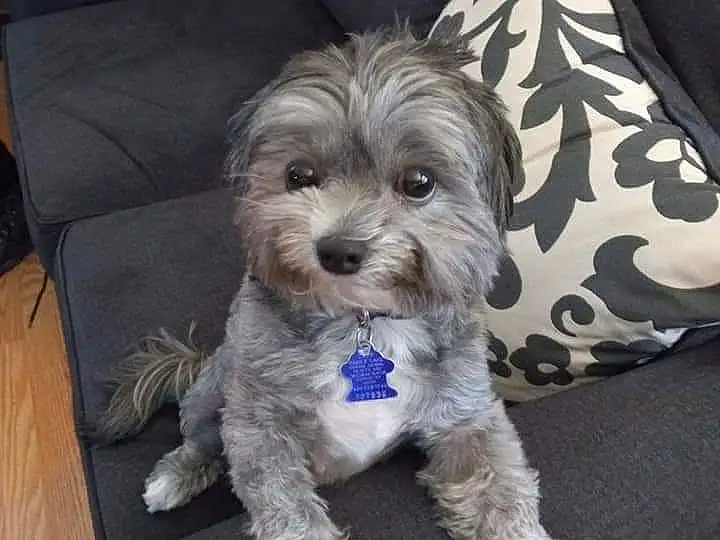 Dog, Dog breed, Carnivore, Companion dog, Dog Supply, Water Dog, Toy Dog, Small Terrier, Terrier, Furry friends, Canidae, Comfort, Yorkipoo, Maltepoo, Poodle Crossbreed, Sitting, Puppy love, Couch, Non-sporting Group
