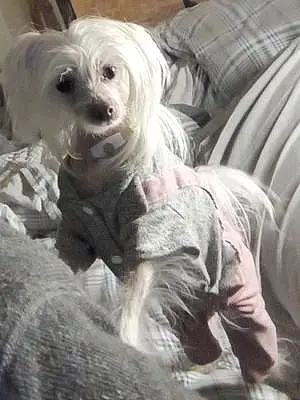 Chinese Crested Dog Lil Miss