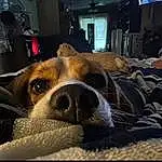 Dog, Comfort, Carnivore, Dog breed, Fawn, Companion dog, Whiskers, Snout, Couch, Furry friends, Linens, Working Animal, Paw, Animal Shelter, Canidae, Square, Room