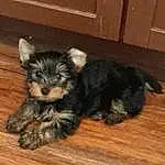 Dog, Dog breed, Carnivore, Companion dog, Fawn, Ear, Toy Dog, Snout, Small Terrier, Terrier, Hardwood, Wood, Furry friends, Dog Supply, Paw, Working Animal, Tail, Yorkipoo, Whiskers