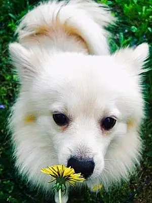 Name Pomeranian Dog Prince