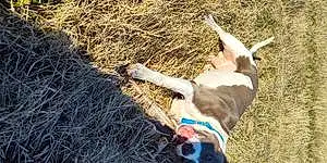 Name Pitt Bull Terrier Dog Zues