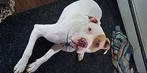 Name Pitt Bull Terrier Dog Reggie