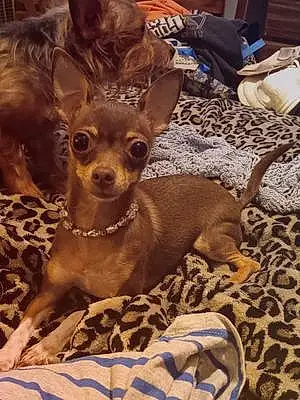 Name Chihuahua Dog Rebel