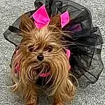 Dog, Dog breed, Carnivore, Liver, Fawn, Companion dog, Toy Dog, Snout, Yorkshire Terrier, Working Animal, Small Terrier, Furry friends, Fashion Accessory, Terrier, Dog Supply, Canidae, Biewer Terrier, Yorkipoo, Terrestrial Animal