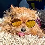 Dog, Dog breed, Carnivore, Goggles, Felidae, Sunglasses, Whiskers, Companion dog, Eyewear, Fawn, Dog Supply, Snout, Helmet, Toy Dog, Event, Canidae, Fashion Accessory, Terrier, Furry friends