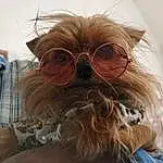 Glasses, Vision Care, Dog, Dog breed, Goggles, Beard, Carnivore, Sunglasses, Ear, Liver, Eyewear, Companion dog, Fawn, Whiskers, Working Animal, Facial Hair, Moustache, Toy Dog, Snout, Personal Protective Equipment