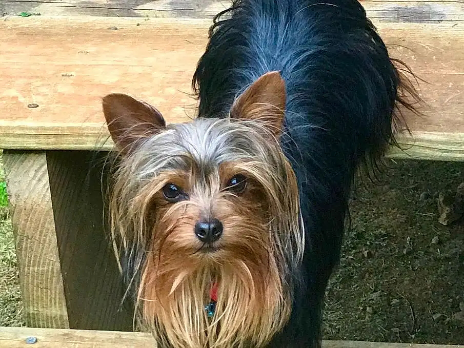 Dog, Carnivore, Dog breed, Liver, Companion dog, Fawn, Wood, Toy Dog, Snout, Working Animal, Small Terrier, Yorkshire Terrier, Dog Supply, Terrier, Canidae, Hardwood, Australian Terrier, Biewer Terrier, Water Dog