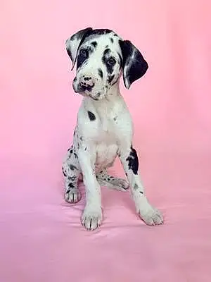 Name Great Dane Dog Juno