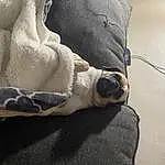Dog, Comfort, Carnivore, Grey, Fawn, Wood, Tints And Shades, Dog breed, Human Leg, Linens, Companion dog, Foot, Terrestrial Animal, Bedding, Tail, Furry friends, Whiskers, Canidae, Felidae