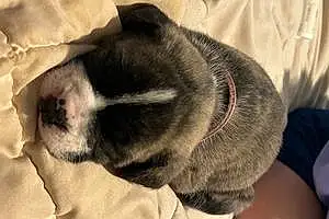 Name Pitt Bull Terrier Dog Juno