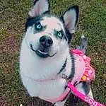 Dog, Dog breed, Carnivore, Collar, Plant, Grass, Pink, Companion dog, Sled Dog, Siberian Husky, Snout, Tail, Whiskers, Working Animal, Dog Collar, Canidae, Furry friends, Working Dog, Ancient Dog Breeds