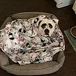 Dalmatian, Dog, Dog Supply, Dog breed, Comfort, Carnivore, Companion dog, Fawn, Pet Supply, Linens, Canidae, Pattern, Nap, Dog Bed, Sleep, Baby Products, Terrestrial Animal, Toy Dog, Furry friends