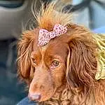 Dog, Dog breed, Carnivore, Liver, Companion dog, Fawn, Snout, Furry friends, Canidae, Hat, Working Animal, Spaniel, Natural Material, Gun Dog, Terrestrial Animal