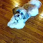 Dog, Dog breed, Carnivore, Wood, Companion dog, Fawn, Toy Dog, Shih Tzu, Snout, Liver, Hardwood, Terrier, Canidae, Furry friends, Dog Supply, Small Terrier, Maltepoo, Tail
