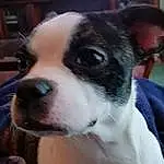 Dog, Dog breed, Carnivore, Collar, Ear, Companion dog, Fawn, Working Animal, Snout, Whiskers, Boston Terrier, Window, Furry friends, Dog Collar, Canidae, Puppy love, Giant Dog Breed, Non-sporting Group, Molosser