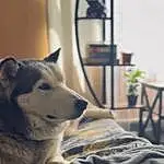 Dog, Comfort, Carnivore, Dog breed, Grey, Plant, Companion dog, Houseplant, Whiskers, Wolf, Felidae, Wood, Snout, Tree, Furry friends, Human Leg, Linens, Small To Medium-sized Cats