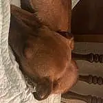 Brown, Dog, Comfort, Liver, Carnivore, Wood, Dog breed, Ear, Fawn, Companion dog, Working Animal, Hardwood, Snout, Human Leg, Foot, Furry friends, Wrinkle