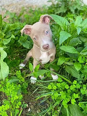 Name Pitt Bull Terrier Dog Axl