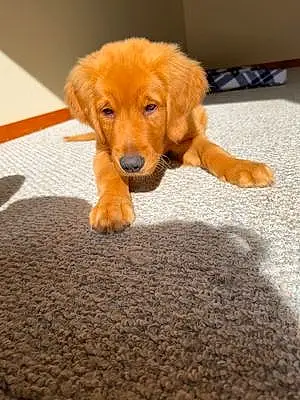 Name Golden Retriever Dog Archie