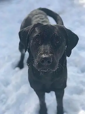 Name Labrador Retriever Dog Ares