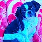 Dog, Blue, Carnivore, Purple, Dog breed, Pink, Paint, Companion dog, Painting, Art, Magenta, Art Paint, Working Animal, Dog Supply, Electric Blue, Pet Supply, Toy Dog, Drawing, Furry friends, Visual Arts