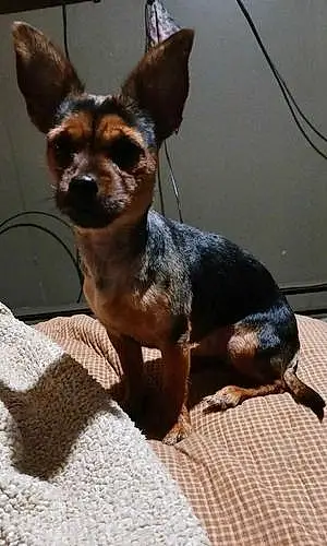 Name Chihuahua Dog Pepper