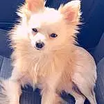 Dog, Eyes, Dog breed, Carnivore, Ear, Companion dog, Whiskers, Fawn, Toy Dog, Plant, Snout, Dog Supply, Furry friends, Working Animal, Small Greek Domestic Dog, Corgi-chihuahua, Spitz, Non-sporting Group, Canidae