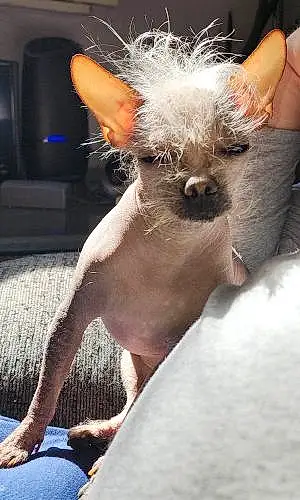 Name Chihuahua Dog Wilbur