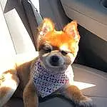 Dog, Dog breed, Carnivore, Dog Supply, Whiskers, Comfort, Companion dog, Fawn, Automotive Design, Snout, Tail, Vehicle Door, Car Seat, Furry friends, Working Animal, Auto Part, Chihuahua, Toy Dog, Canidae