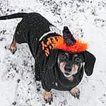 Dog, Snow, Dog Supply, Carnivore, Dog Clothes, Freezing, Dog breed, Winter, Hat, Companion dog, Fun, Working Animal, Guard Dog, Working Dog, Furry friends, Toy Dog, Recreation, Art, Hunting Dog
